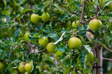 Apple trees in Merano, Italy.