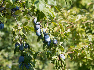 (Prunus domestica) Quetsches,  fruits du quetschier, prunes commune à robe violette et chair jaune