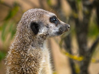 Suricate