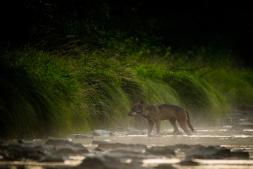 Grey wolf (Canis lupus) in the river. Bieszczady Mountains. Poland