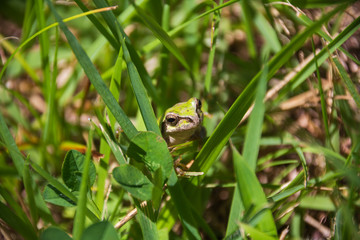 Obraz premium ニホンアマガエル