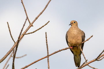 Mourning dove on tree branch