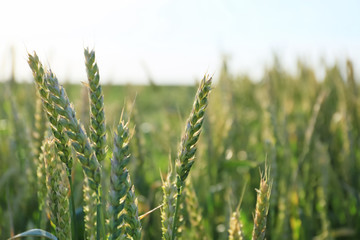 Spikelets on wheat field on summer day