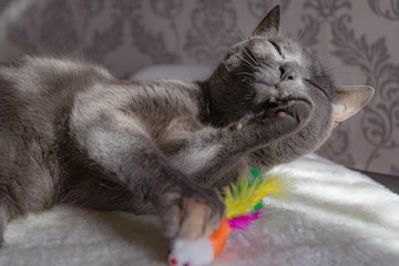 Grey cat posing, lazy laying