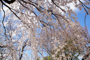 上品蓮台寺の枝垂れ桜