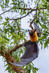 Bats are resting on tree