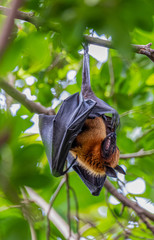 Bats are resting on tree