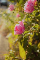 Faszination Erde Blumen Natur Rose