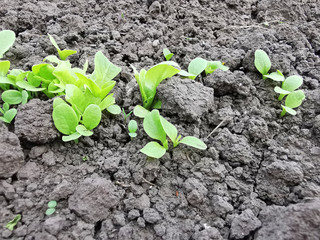 Close image of rising salad in garden