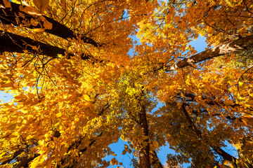 Golden Yellow Autumn Trees from below against the blue sky