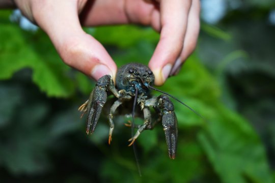 Astacus astacus,the European crayfish, noble crayfish, or broad-fingered crayfish, is the most common species of crayfish in Europe, and a food source, living in unpolluted streams, rivers,and lakes. 