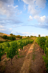 Fototapeta na wymiar Viticulture en Anjou, vignoble de France