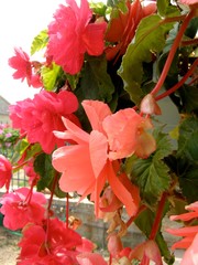 Arbres fleurs et incectes