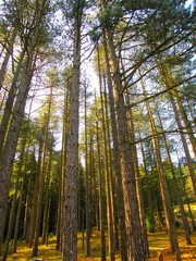 Arbres fleurs et incectes