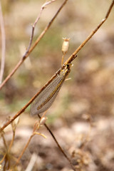 Ameisenjungfer (Macronemurus appendiculatus) Peloponnes, Griechenland - Antlion from Peloponnes,...