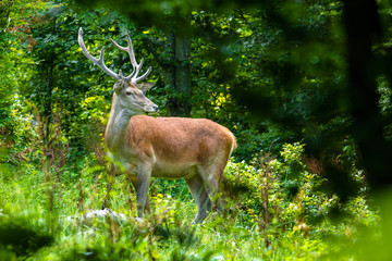 Red deer (Cervus elaphus) in the forest. Bieszczady Mountains. Poland