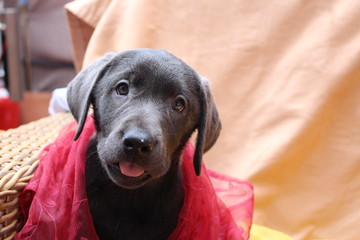 schwarzer labrador welpe