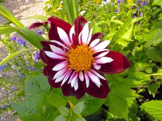 Arbres fleurs et incectes