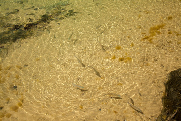 natural background with fish