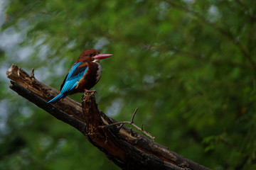 Kingfisher on Perch