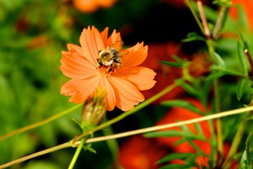 Arbres fleurs et incectes