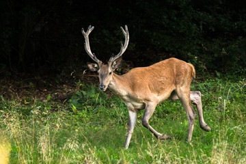 Naklejka na ściany i meble Red deer (Cervus elaphus) in the forest. Bieszczady Mountains. Poland