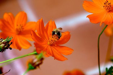 Arbres fleurs et incectes