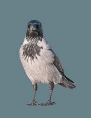 Crow bird on an isolated background.