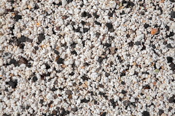 Rhodolith beach background