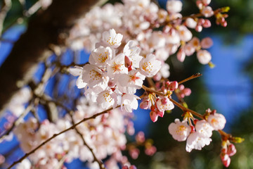 Obraz premium 醍醐寺の桜