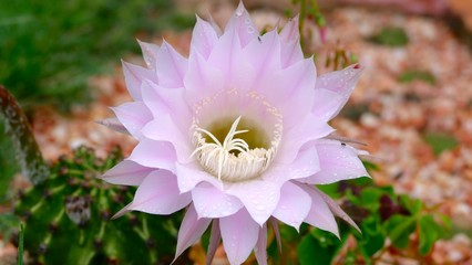 Arbres fleurs et incectes