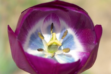 Arbres fleurs et incectes