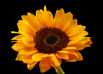 sunflower isolated on black