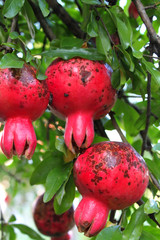 Ripe pomegranates on a tree branch