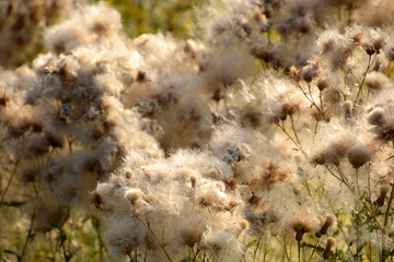 macro shot of Seed heads of thistle ready to disperse in autumn, fluffy creeping thistle with blowballs in country field