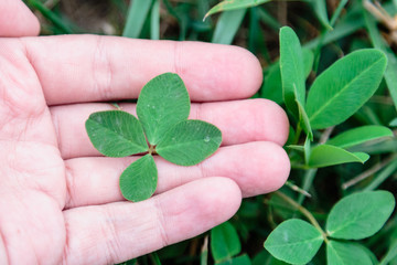 clover in hand