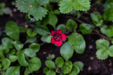 Alone pink flower in the green garden