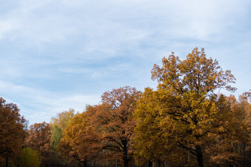 autumn landscape