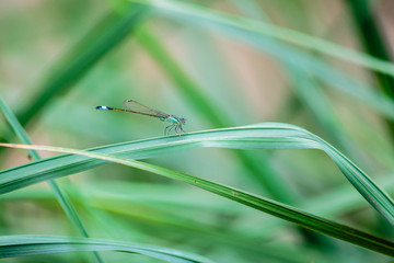 Dragonfly. The arrow is elegant, or the arrow is pretty, or the arrow is pretty, (lat. Coenagrion pulchellum) - a species of dragonflies of the family of arrows (Coenagrionidae). Nature, green grass. 