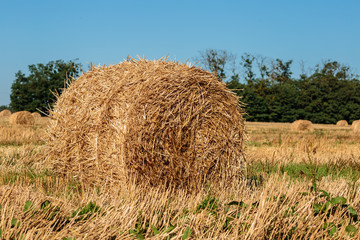 Hay bales in the field. Harvesting