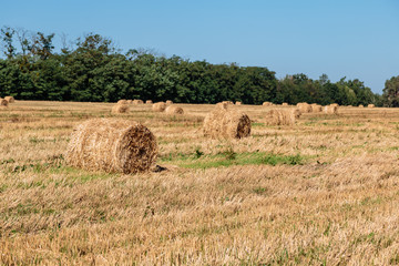 Fototapeta premium Hay bales in the field. Harvesting