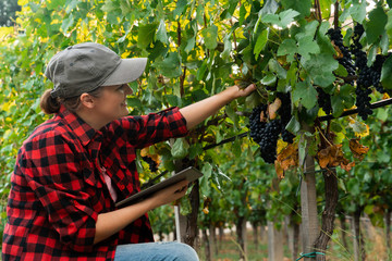 A woman farmer examines the vineyard and sends data to the cloud from the tablet. Smart farming and...