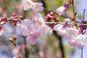 醍醐寺の桜