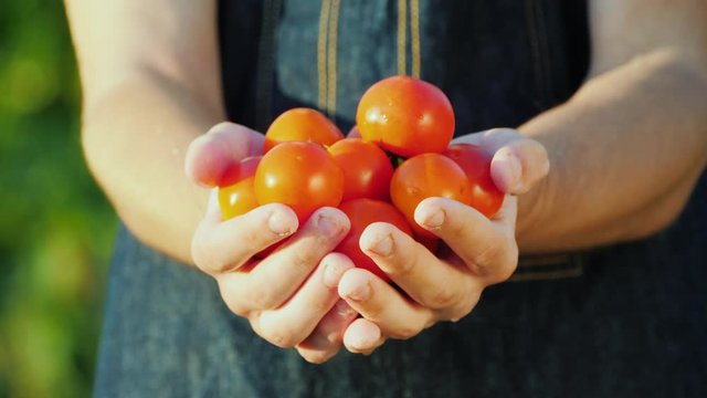 A farmer holds a handful of ripe red tomatoes. Organic vegetables concept