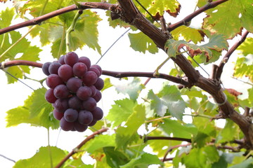 Japanese grape in vineyard of Okayama,Japan