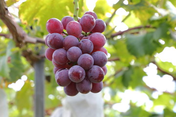 Japanese grape in vineyard of Okayama,Japan