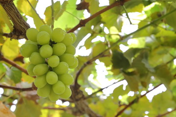 Japanese grape in vineyard of Okayama,Japan