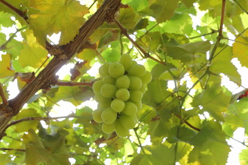 Japanese grape in vineyard of Okayama,Japan