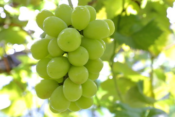 Japanese grape in vineyard of Okayama,Japan