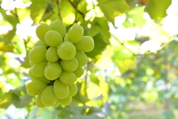 Japanese grape in vineyard of Okayama,Japan